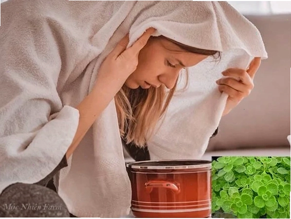Mùi hương của cây nhất mạt hương giúp thư giãn tinh thần
