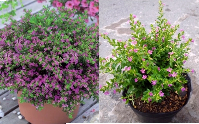 Nên mua cây Cẩm Tú Mai ở đâu và giá bao nhiêu là hợp lý?