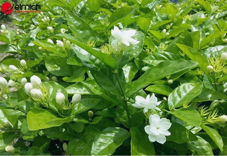 Người làm vườn đang tỉa cành cho cây hoa nhài để kích thích ra hoa