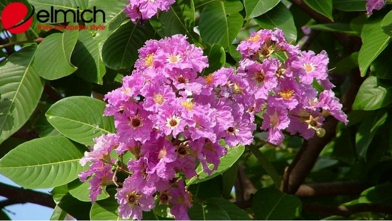 Nguồn gốc của hoa bằng lăng