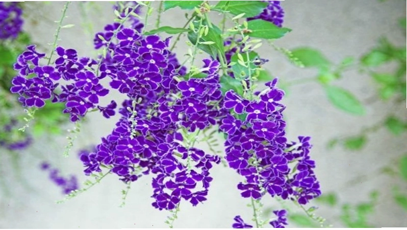 Nguồn gốc và đặc điểm của cây chuỗi ngọc