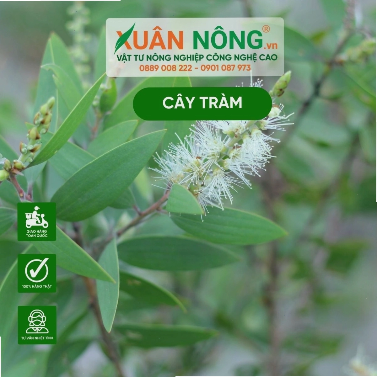 Nguồn gốc và sự phân bố của cây tràm
