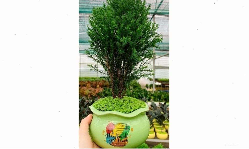 Nguồn gốc và ý nghĩa phong thủy của cây Tùng Bồng Lai