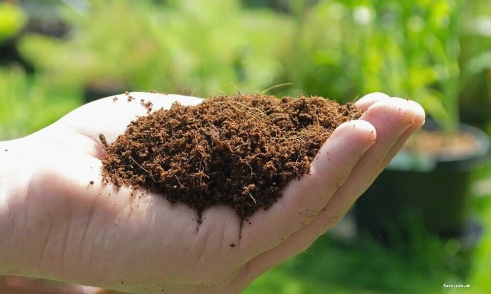 Những câu hỏi thường gặp về xơ dừa trồng cây
