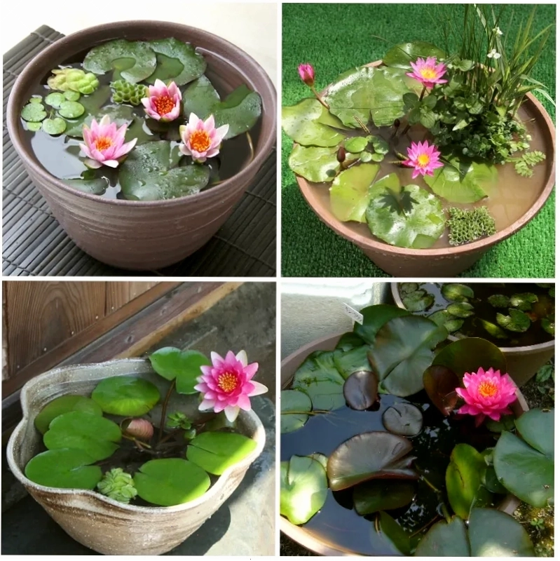 Những chậu hoa súng được trồng tỉ mỉ, tô điểm cho không gian sống thêm phần sinh động