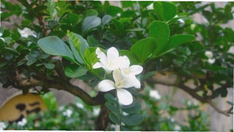 Những chùm hoa nguyệt quế trắng nở rộ, biểu tượng của sự may mắn và thành công