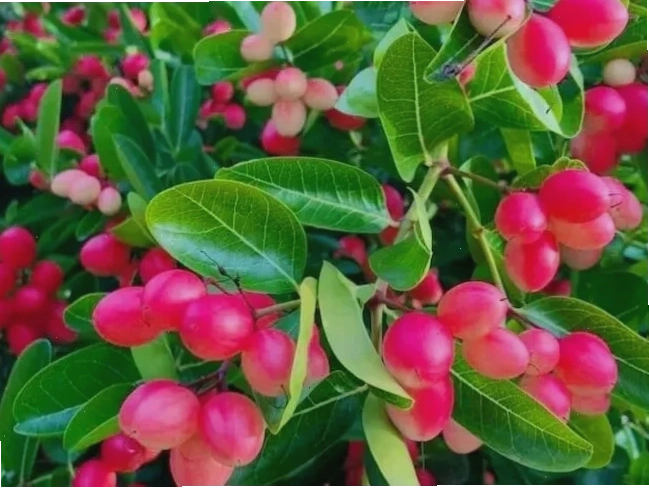 Những chùm quả siro chín đỏ mọng, hấp dẫn nhìn từ xa
