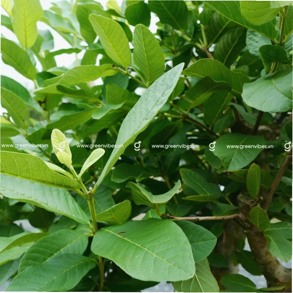 Những quả ổi chín mọng, căng tròn với màu sắc hấp dẫn