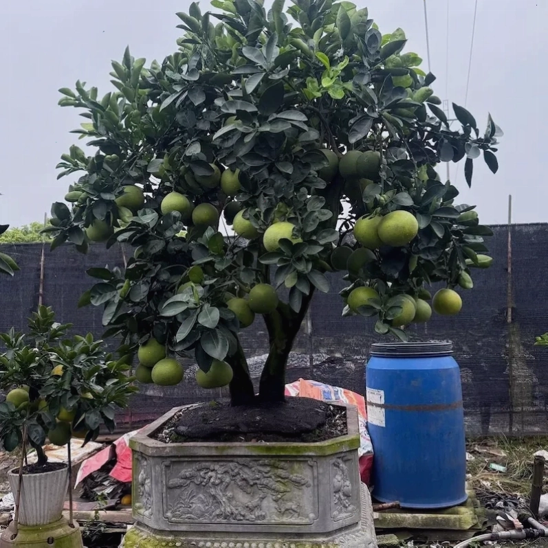 Những trái bưởi tròn đầy, hấp dẫn