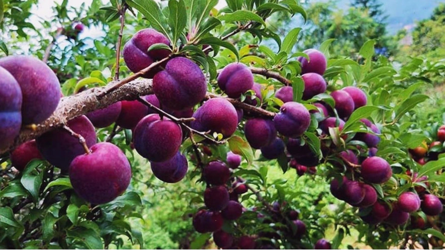 Những trái mận Sapa, đào rọ sai trĩu cành trên núi rừng Tây Bắc