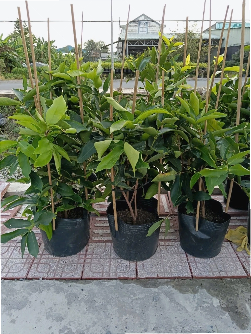 Những trái mận Thái xanh mọng nước, căng bóng trên cành cây