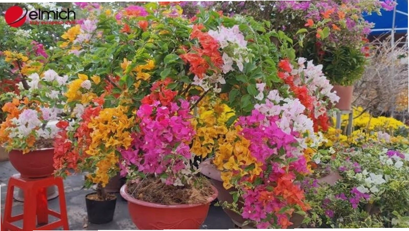Phân loại các màu sắc phổ biến của hoa giấy