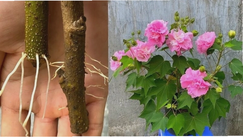 Phương pháp giâm cành để nhân giống hoa phù dung