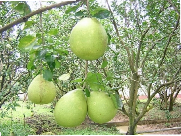 Quả bưởi da xanh tròn trịa, căng đầy sức sống