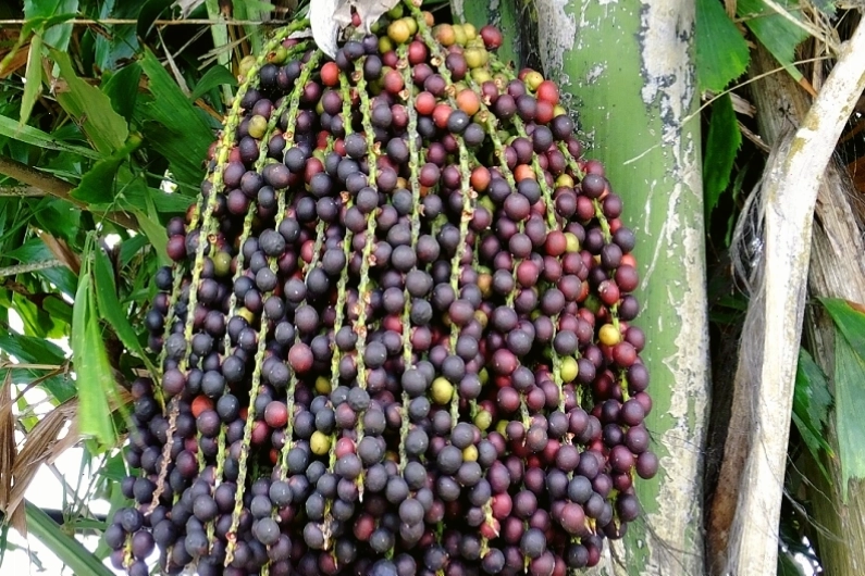 Quả đủng đỉnh là một thành phần quan trọng trong nhiều bài thuốc Đông y, mang lại nhiều lợi ích sức khỏe.