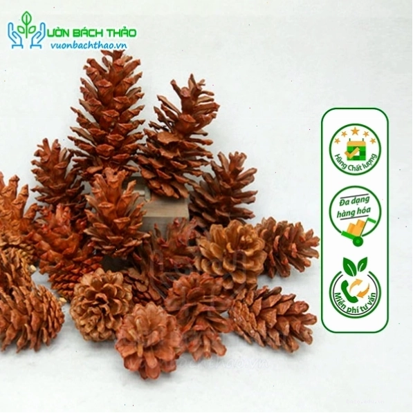 Quả thông khô dùng trang trí cây thông Noel mùa lễ hội
