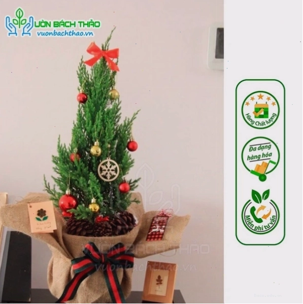 Quả thông trang trí cây thông Noel, tạo không khí Giáng sinh
