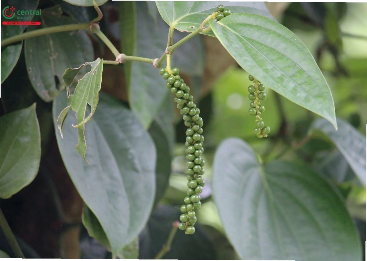 Quả tiêu lốt chín có màu đen khi phơi khô