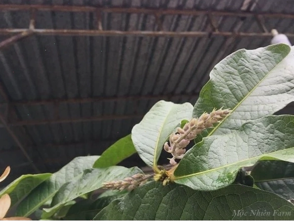Quá trình ra hoa của cây mai xanh Thái