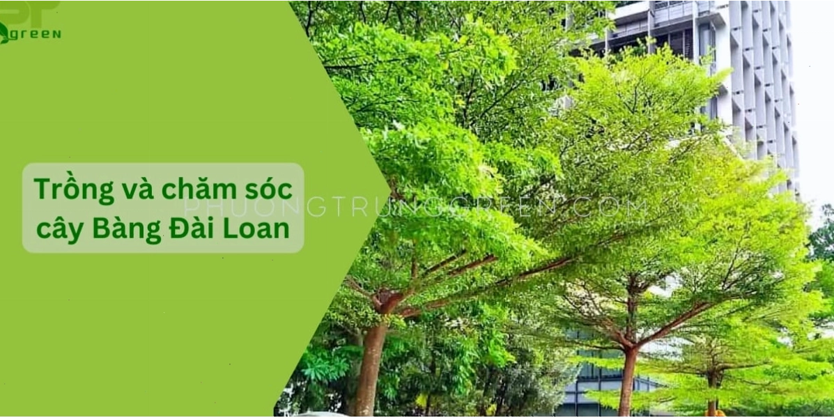 Quy trình chăm sóc cây bàng Đài Loan