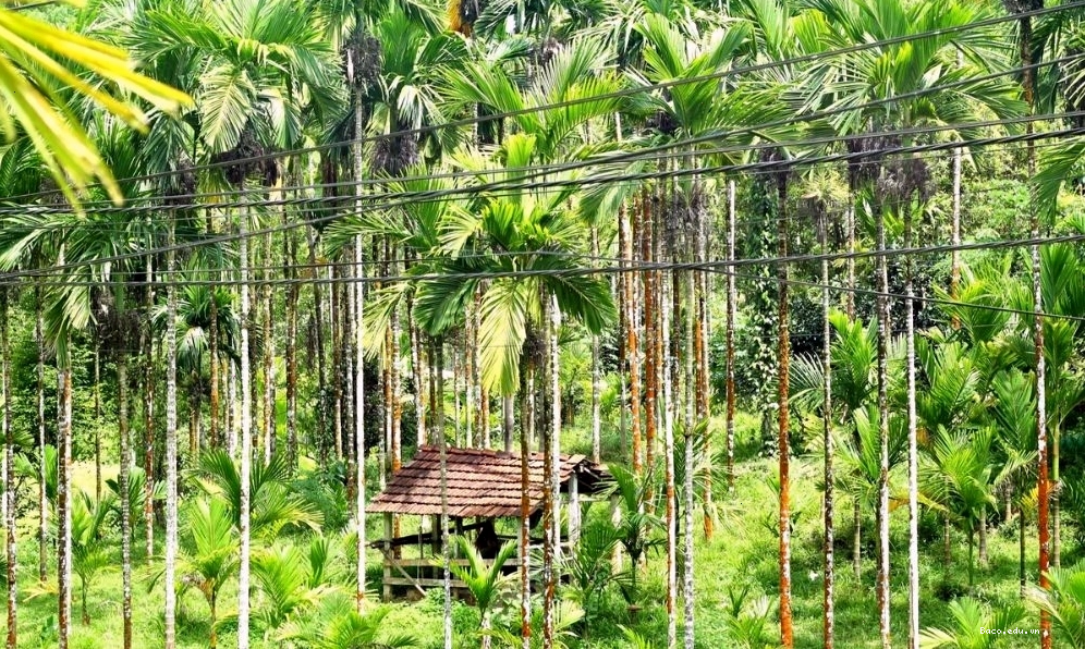 Quy trình xử lý cau sau thu hoạch