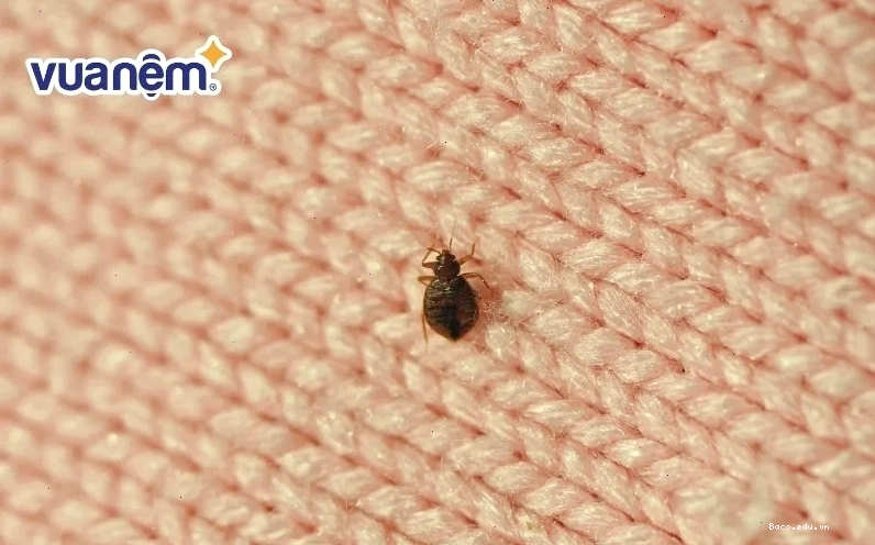 Rệp giường có thể gây ảnh hưởng đến chất lượng giấc ngủ