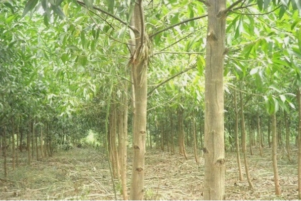 Rừng cây keo trồng thẳng tắp, sẵn sàng cho thu hoạch