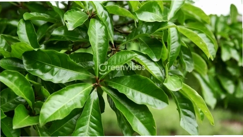 So sánh các loại cây lộc vừng phổ biến
