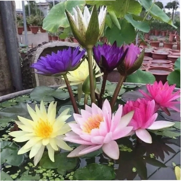 So sánh hoa súng và hoa sen, làm nổi bật những điểm khác biệt về hình dáng lá và cấu trúc hoa