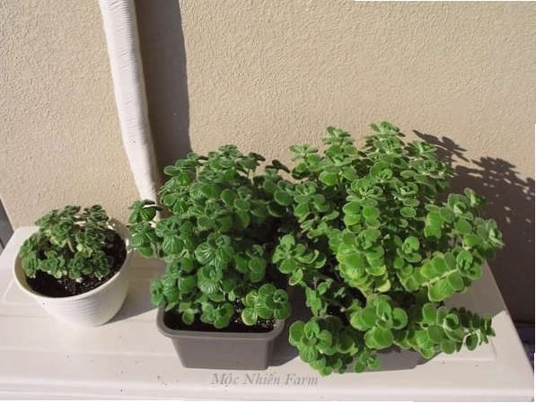 So sánh lá cây nhất mạt hương và cây húng chanh