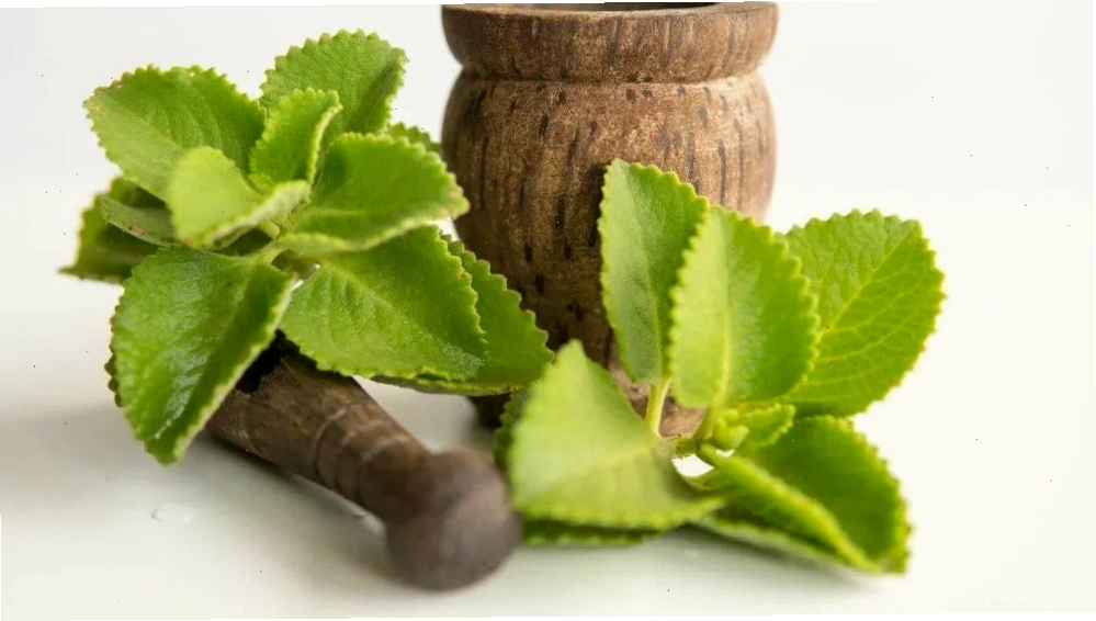 Sử dụng đúng phương pháp giúp đảm bảo những điều cần lưu ý khi sử dụng lá húng chanh