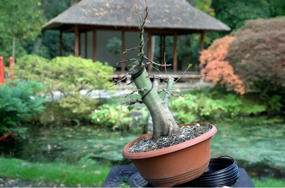 Tác phẩm bonsai cây phong Nhật Bản hoàn chỉnh