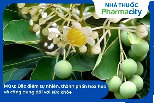 Tần dày lá