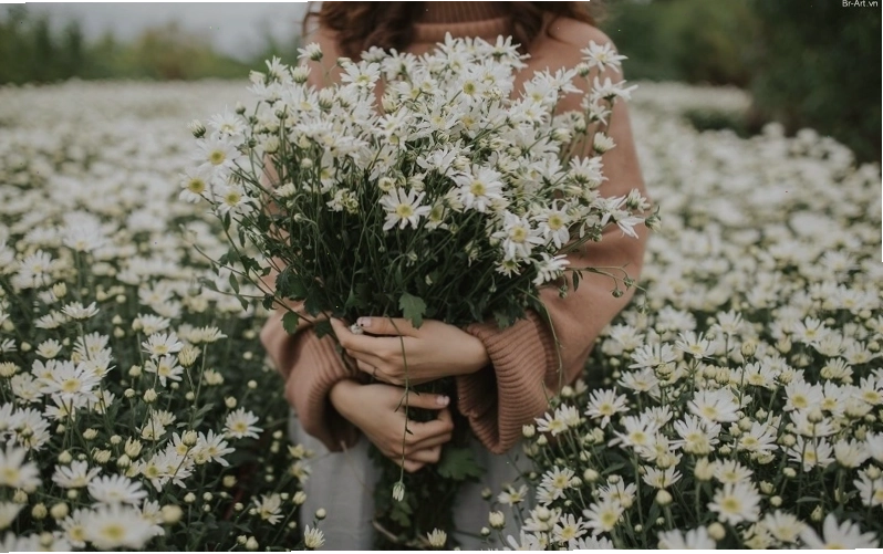 Tặng một đóa hoa cúc họa mi cho người quan tâm để biểu hiện sự yêu thương chân thành