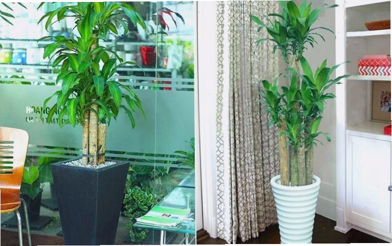 Thiết mộc lan có sức sống bền bỉ và ý nghĩa phong thủy tốt đẹp