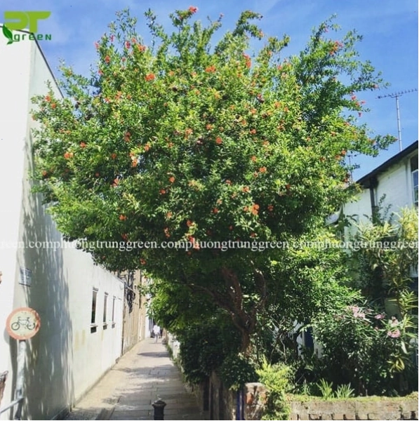 Thông tin chi tiết về cây lựu