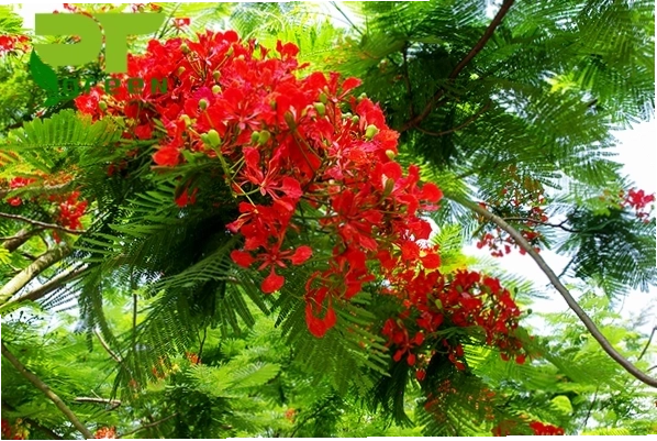Thông tin chung về cây Phượng Vĩ