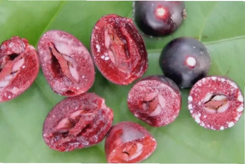 Thông tin về giá bán cây siro trên thị trường hiện nay