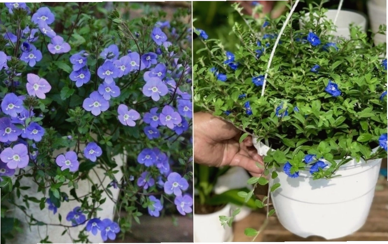 Thông tin về nơi mua và giá của hoa Thanh Tú