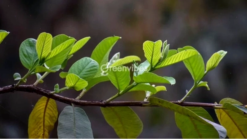 Thông tin về tuổi thọ của cây ổi