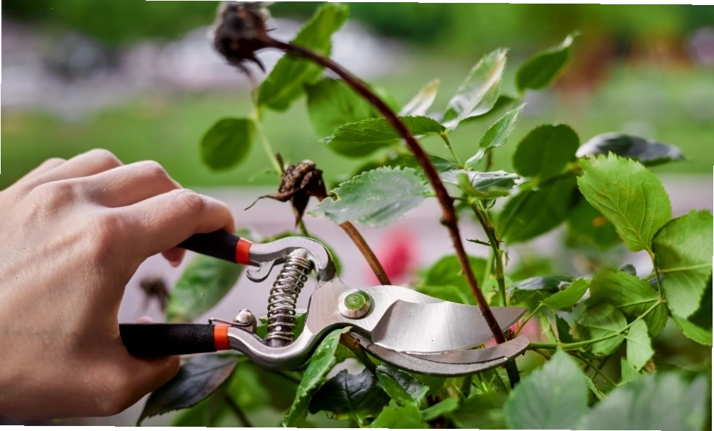 Thường xuyên cắt tỉa cành có hoa đã tàn