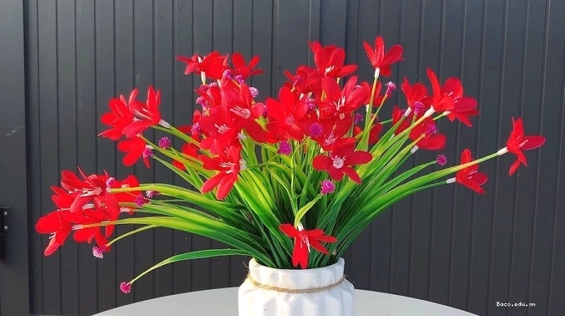 Thủy tiên đỏ rất được ưa chuộng
