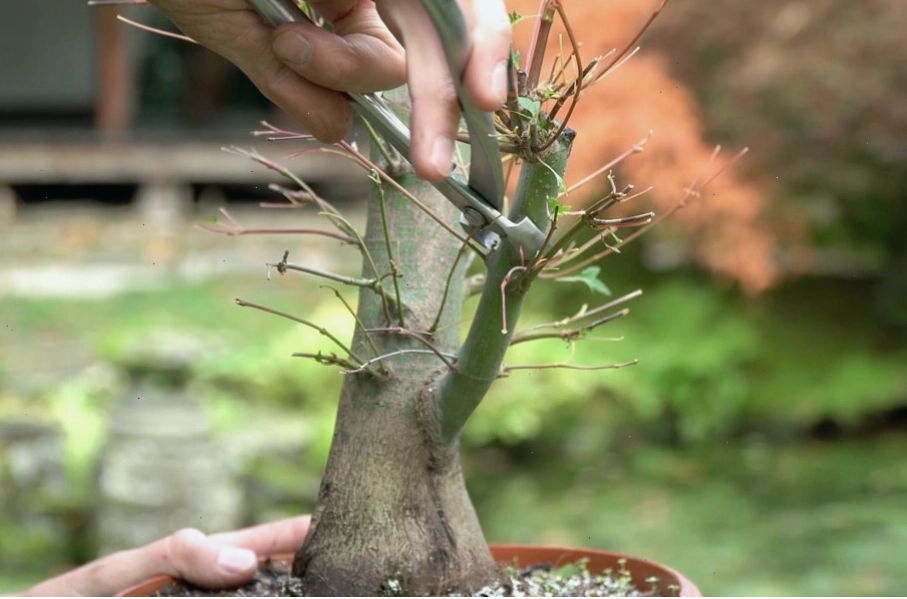 Tỉa cành cho cây phong Nhật Bản bonsai