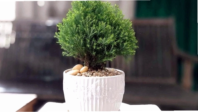 Tìm hiểu cây tuyết tùng hợp mệnh và tuổi nào