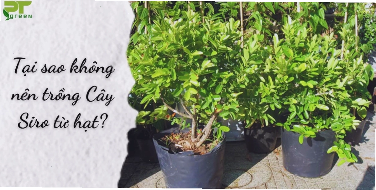 Tìm hiểu về kỹ thuật trồng cây siro từ hạt và những lưu ý quan trọng