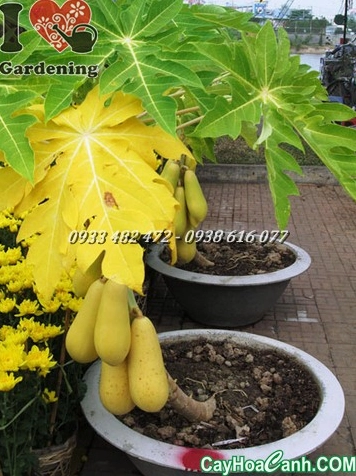 Tình Cây Đu Đủ: Lời ca dao xúc động và những giai thoại về loại trái cây dân dã
