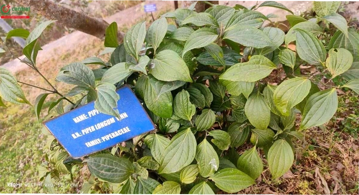 Toàn cảnh cây tiêu lốt, một loài thảo mộc có nhiều ứng dụng