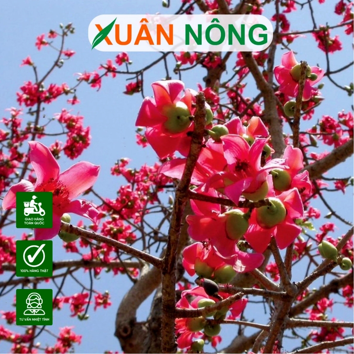 Toàn cảnh một cây hoa gạo đang nở rộ với sắc đỏ rực cả một góc trời