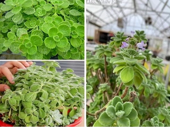 Tổng hợp các bộ phận của cây nhất mạt hương