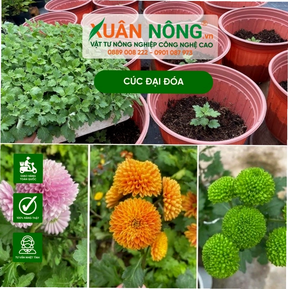 Tổng thể một chậu cúc đại đóa đẹp mắt